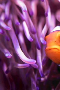 小丑鱼藏身紫色海葵中