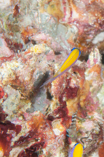 海底多彩生物景象