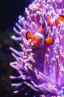小丑鱼藏身紫色海葵中