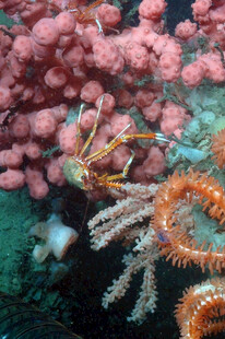 海底多彩珊瑚与海星