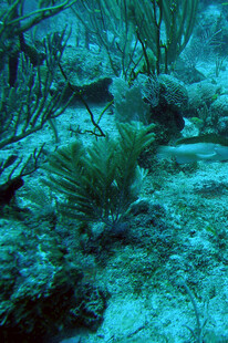 海底珊瑚与海草景观