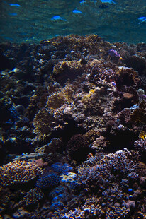 海底多彩珊瑚景观