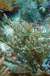 海底珊瑚丛景观