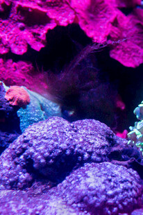 梦幻海底珊瑚景观