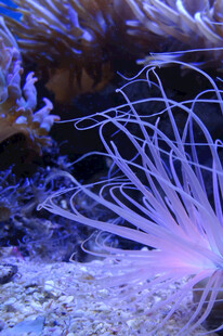 梦幻海葵绽放海底世界