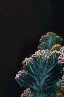 夜间绽放的仙人掌花朵