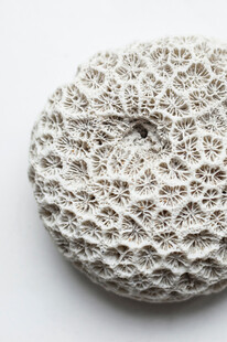 独特纹理的白色多孔物体