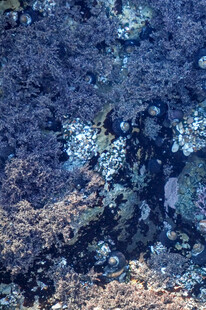 海底珊瑚礁景观