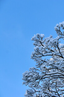 雪覆树枝映蓝天