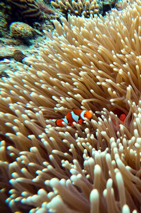 海葵中的小丑鱼