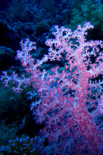 海底梦幻粉色珊瑚景观