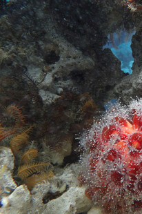 海底艳丽海胆与多彩礁石