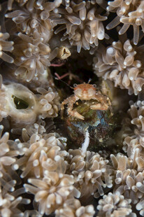 藏于珊瑚中的神秘小生物