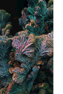 多彩珊瑚特写