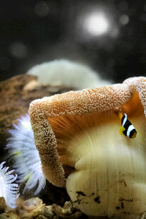 可爱海蛞蝓展现萌趣模样