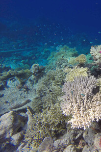 海底绚丽珊瑚景观
