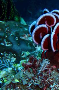 海底绚丽海葵与多彩珊瑚