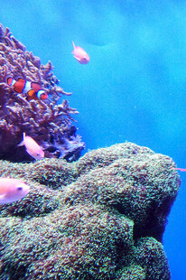 海底珊瑚与游鱼景观