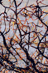 冬日枯树枝干纹理特写