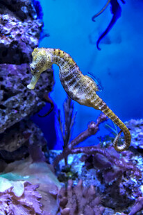 水族馆中的优雅海马