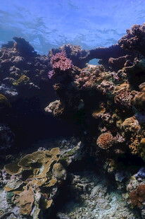 海底绚丽珊瑚景观