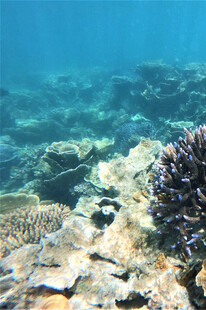 海底斑斓珊瑚景观