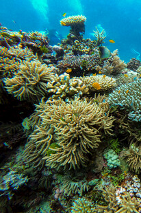 海底绚丽珊瑚景观