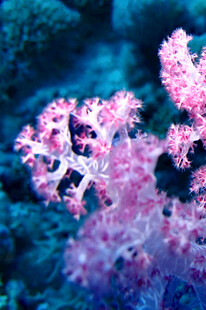 梦幻粉色珊瑚