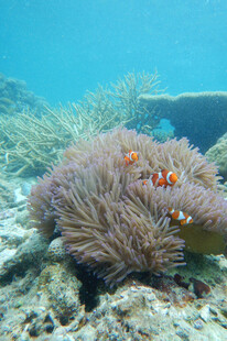海底珊瑚与小丑鱼景观
