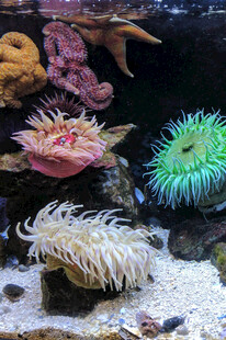 多彩海洋生物齐聚