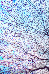 梦幻树枝纹理图案