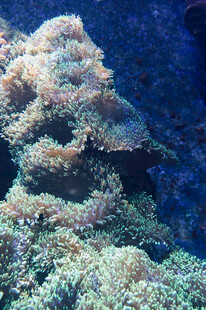 海底多彩珊瑚景观