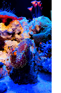 多彩海底珊瑚景观