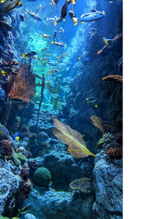 海底缤纷世界的美丽景象