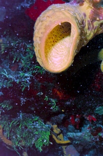 海底洞穴中的奇特管状生物