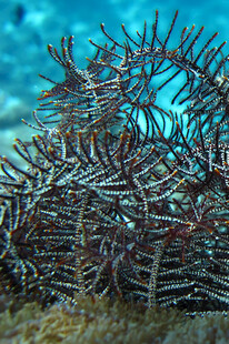 海底美丽的羽状珊瑚