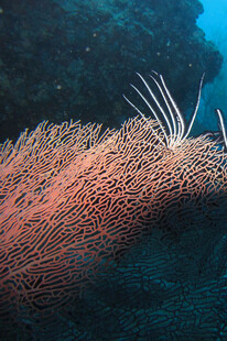 海底的美丽羽状珊瑚