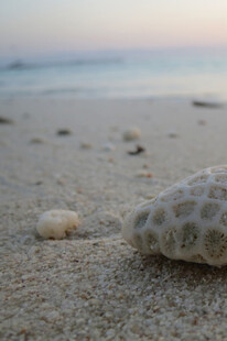 沙滩上的奇异海洋生物