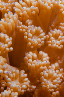 橙色珊瑚特写