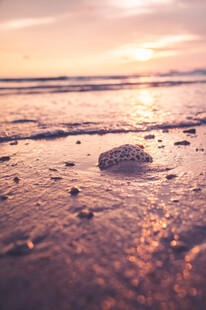 夕阳下的海滩与散落贝壳