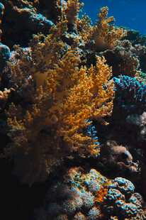 海底绚丽的黄色珊瑚景观