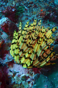 海底黄色珊瑚群景观