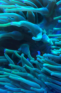 海葵中的小丑鱼