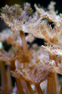 梦幻丝状海洋生物特写