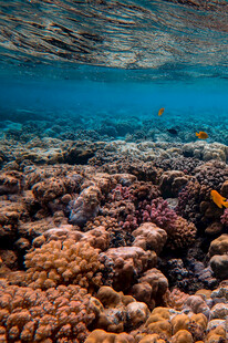 海底多彩珊瑚景观
