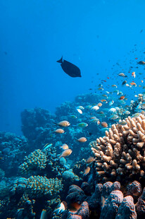 海底珊瑚与游动的鱼类