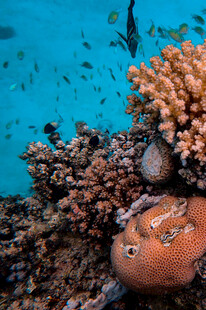 海底珊瑚与游动的小鱼