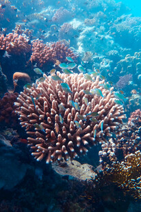 海底绚丽珊瑚景观