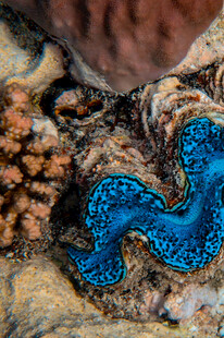 蓝色神秘海洋生物特写