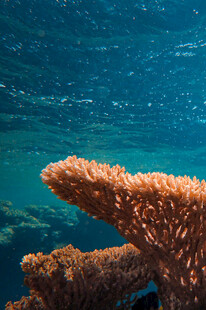 海底美丽珊瑚景观